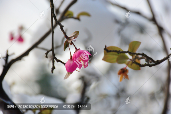 雪中開放的垂絲海棠花