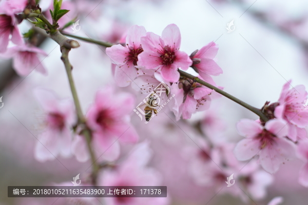 桃花,春天,桃樹,花朵,植物