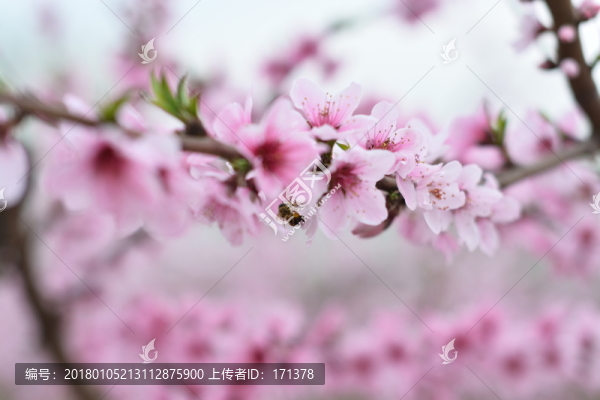桃花,春天,花朵,桃樹,花卉