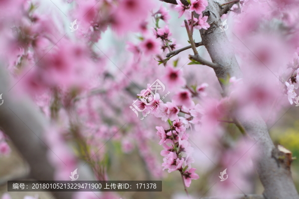 桃花,春天,花朵,桃樹,花卉