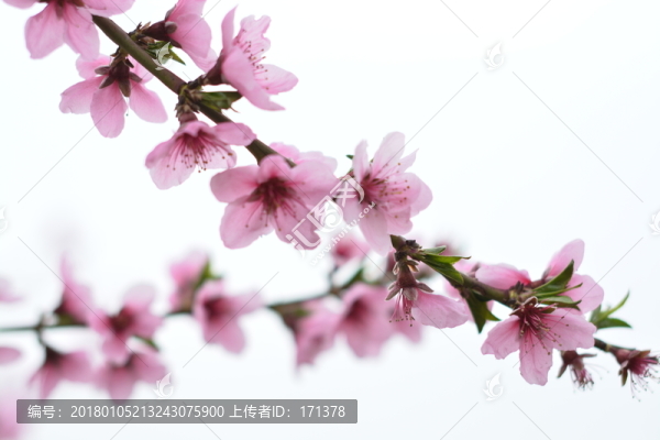 桃花,春天,花朵,桃樹,花卉