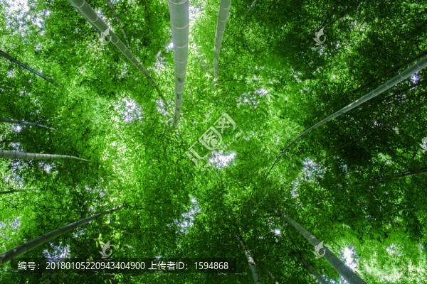 綠色竹林