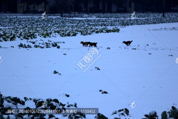 雪中狗狗,（2）