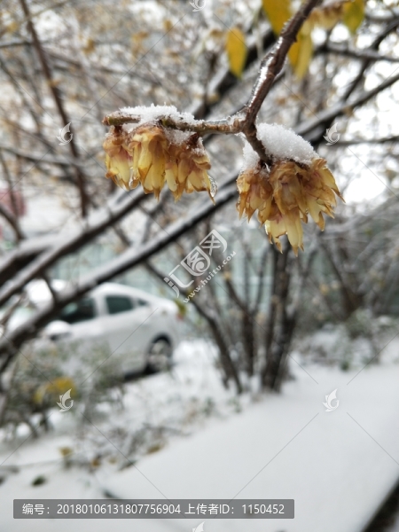 寒冬冰雪梅花開(kāi),（1）