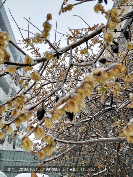 寒冬冰雪梅花開,（8）