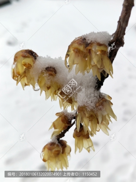 寒冬冰雪梅花開,（11）
