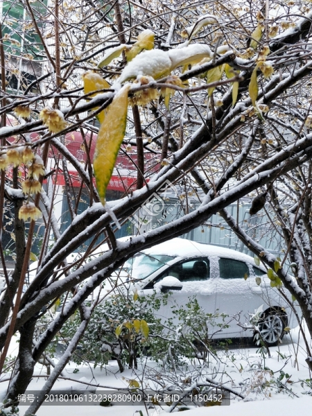 寒冬冰雪梅花開,（14）