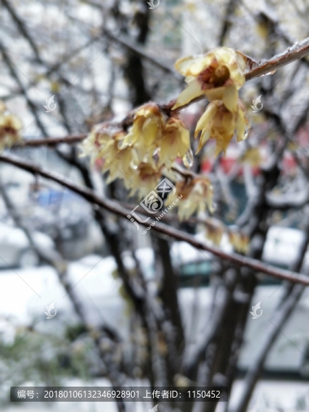 寒冬冰雪梅花開,（19）