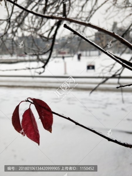 冰天雪地,（37）