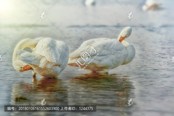 天鵝