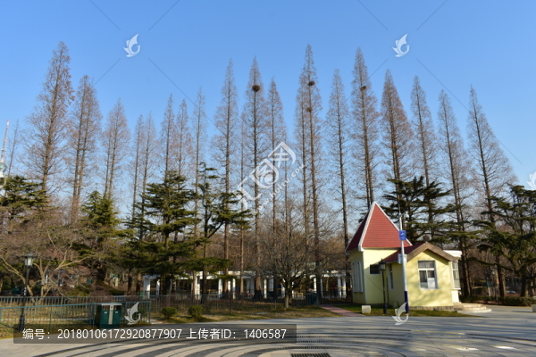 杉樹小徑