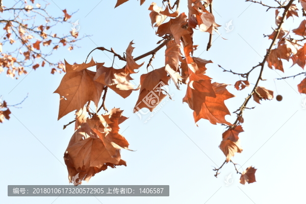 梧桐葉