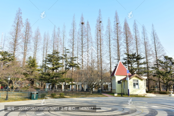 杉樹小徑