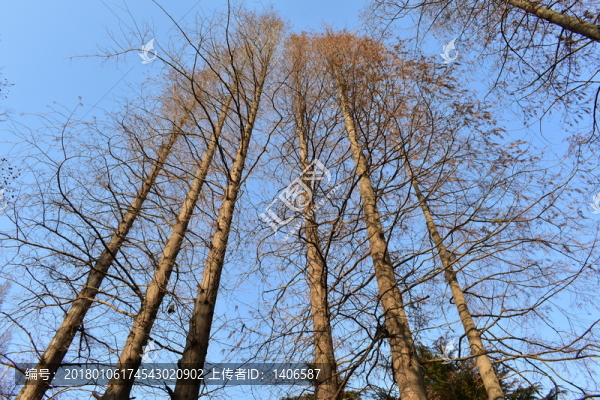 水杉樹