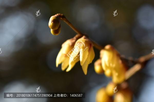 臘梅枝頭