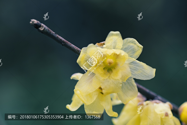 臘梅
