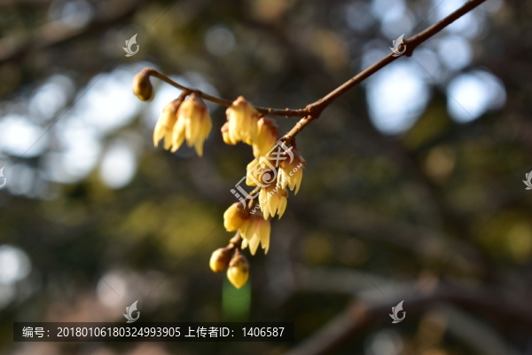臘梅枝頭