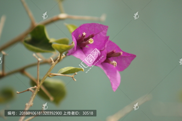 蘆席匯