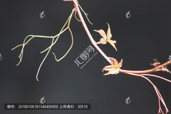 柔嫩的觸手