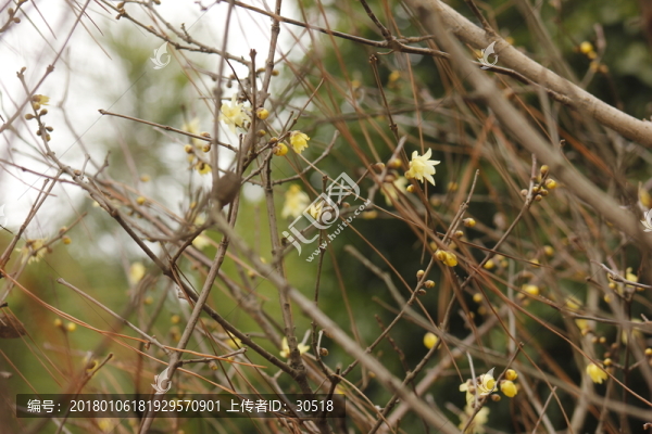 盛開的迎春花