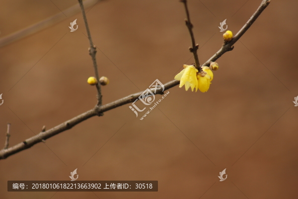 盛開的迎春花