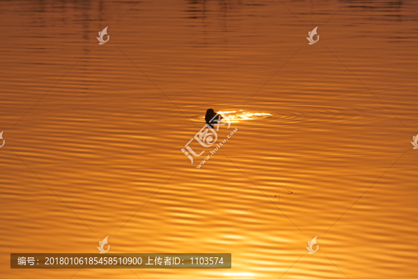 大明湖夜景