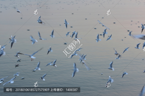 展翅飛翔群海鷗