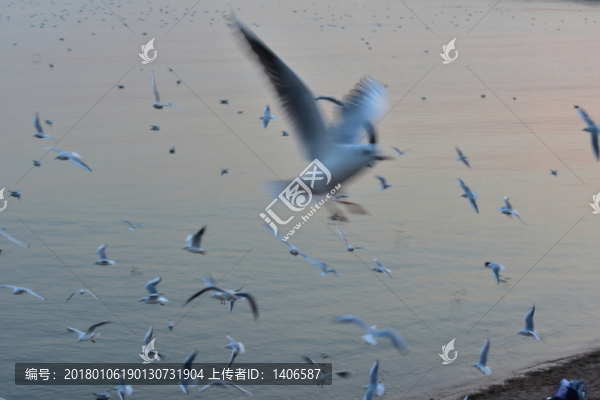 展翅飛翔群海鷗