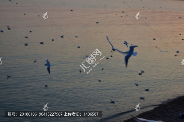 飛翔的海鷗