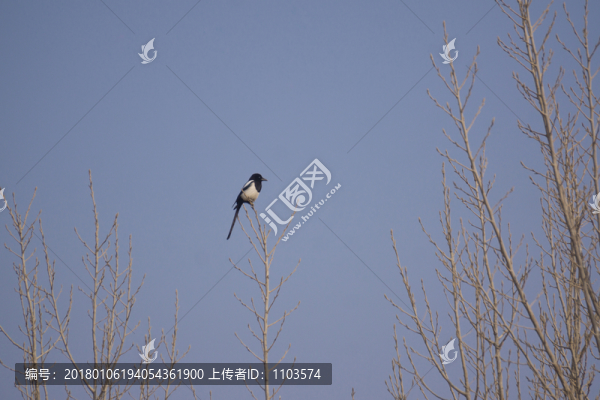 喜鵲,（3）