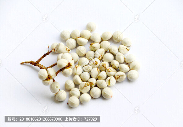 烏桕種子,白底