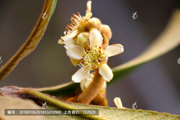 枇杷花,高清
