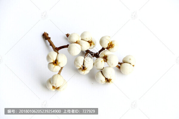 烏桕種子,白底