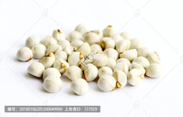 烏桕種子,白底