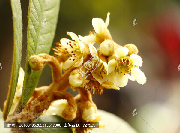 枇杷花,高清