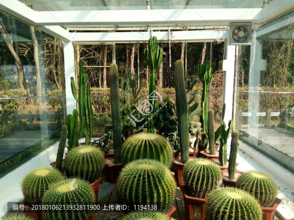 仙人球,盆景,超級仙人球