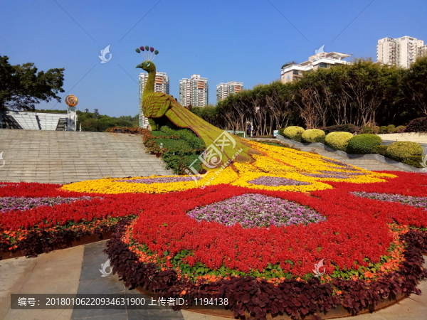 孔雀,孔雀花壇,園林景觀