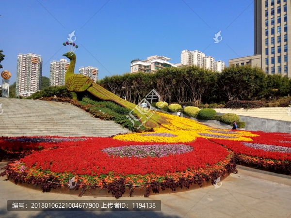 孔雀,孔雀花壇,百花展