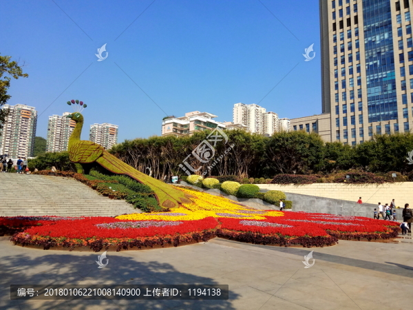 孔雀,孔雀花壇,百花齊放