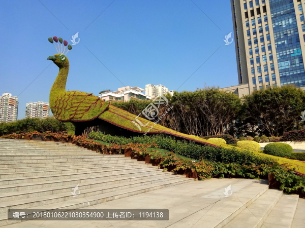 孔雀,孔雀花壇,孔雀綠化