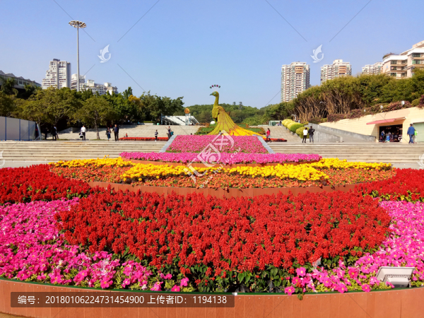 孔雀開屏,孔雀花壇,花卉節(jié)