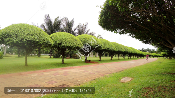 公園植物