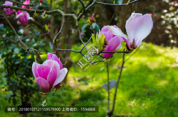紅色愛情花