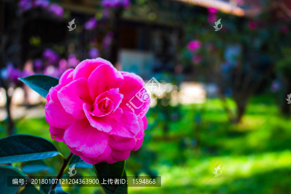 紅色愛情花