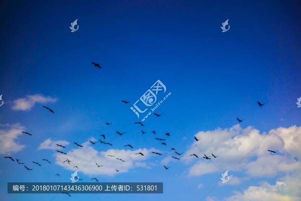 藍天白云鳥群