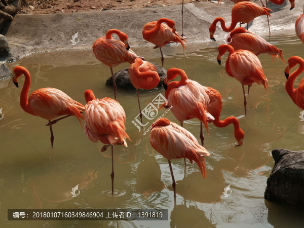 廣州番禺長隆野生動物世界