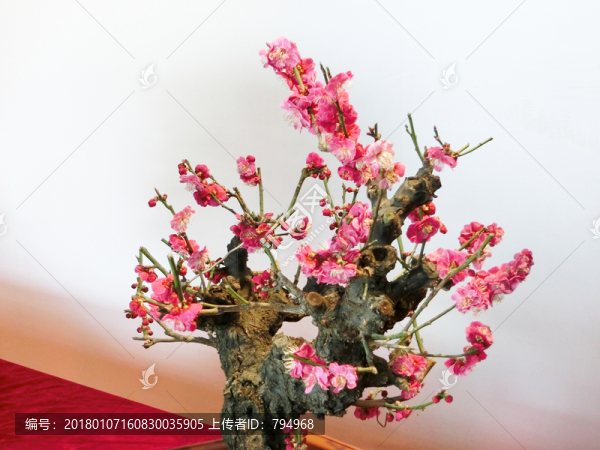 梅花,紅梅