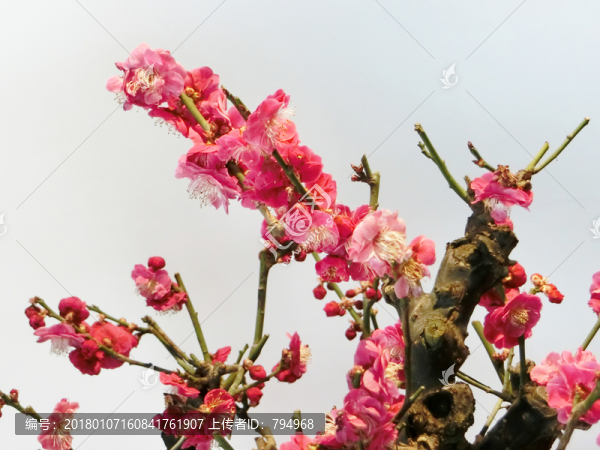 梅花,紅梅