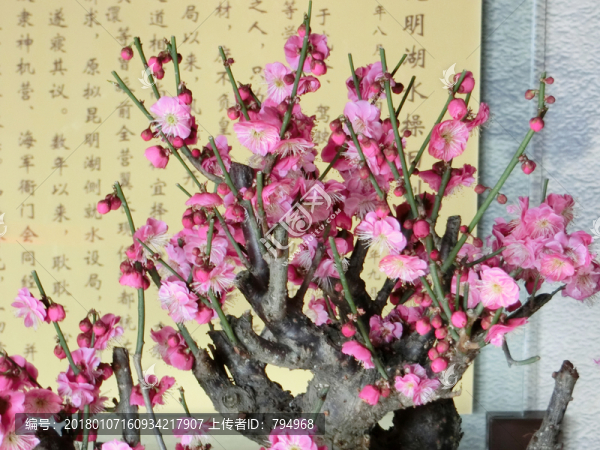 梅花