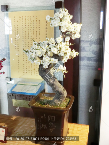 白梅,梅花